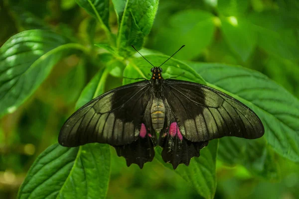Incredible Black Lilac Butterfly — Stock Photo, Image
