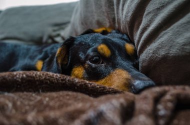 Küçük Dachshund kanepede rahatlatıcı!