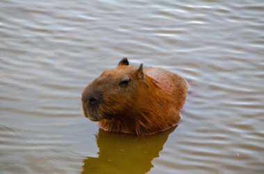 Sakin bir şekilde yüzme Capibara (Hydrochaeris hydrochaeris).