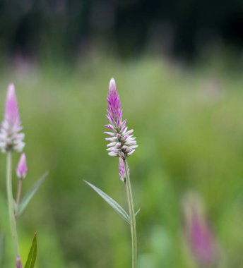 celosia argentea linn