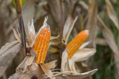Kuru mısır koçanı hasat için hazır.