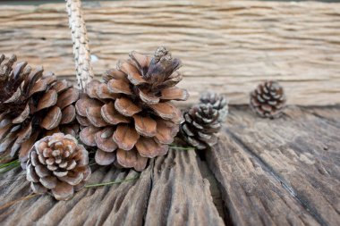 çam kozalağı kapatmak.