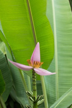 Muz ağacında yeşil yapraklı pembe muz çiçeği.