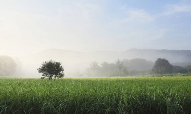 Sisin içindeki ağaç Sabah güneşinde yeşil pirinç tarlasıyla.