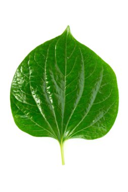 Wildbetal Leaf(Piper sarmentosum Roxb.) yakın çekim Bitkisel ve beyaz zemin üzerine tıp.