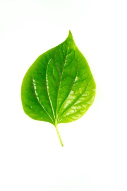 Wildbetal Leaf(Piper sarmentosum Roxb.) yakın çekim Bitkisel ve beyaz zemin üzerine tıp.