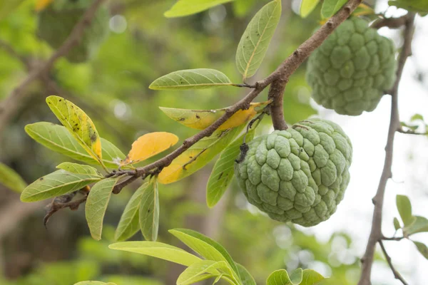 Manzanas Natillas Manzanas Azúcar Annona Squamosa Linn Creciendo Árbol Jardín — Foto de Stock