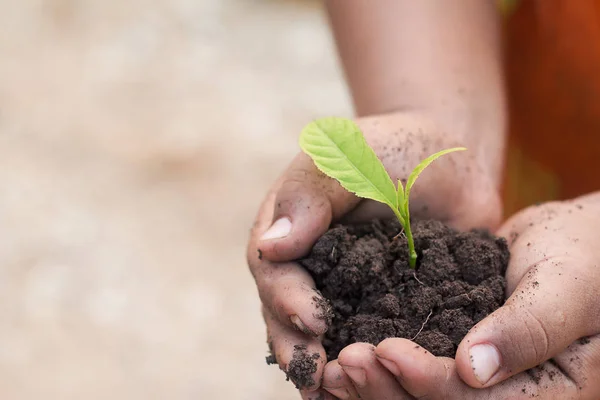 Handen Die Jonge Planten Vasthouden Ecologisch Concept — Stockfoto
