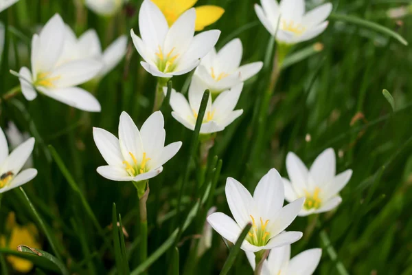 Närbild Zephyranthes Minuta — Stockfoto