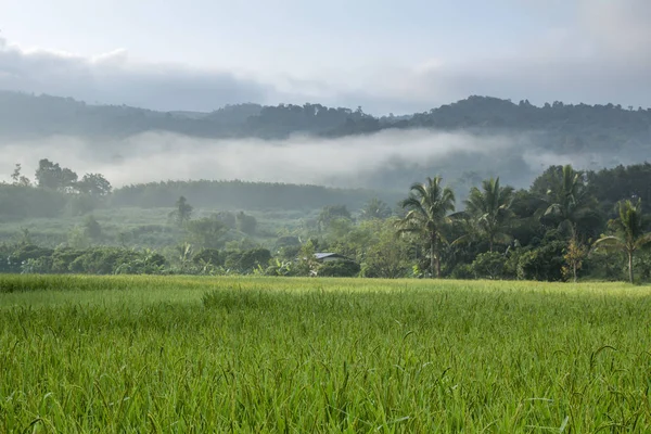 Beras Spike Lapangan Paddy Pada Musim Gugur — Stok Foto