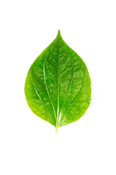 Wildbetal Leaf Piper Sarmentosum Roxb Yakın Çekim Bitkisel Beyaz Zemin — Stok fotoğraf