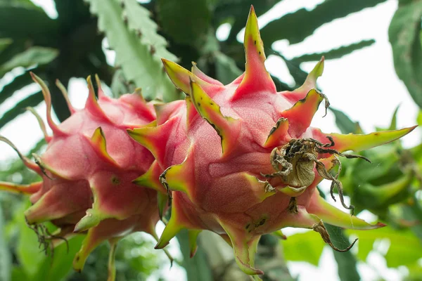 Dragon Rouge Fruit Sur Plante — Photo