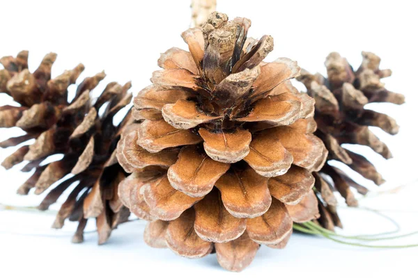 Tavuk yumurta yakın çekim.