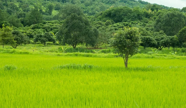 Paisagem Green Rice Field Estação Chuvosa — Fotografia de Stock