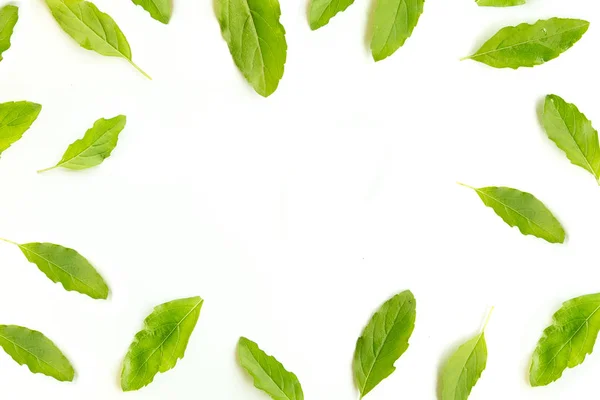 Basil Leaf White Color Design Food Background — Stock Photo, Image