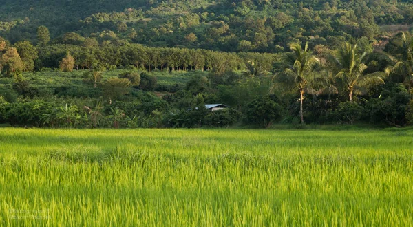 Paisagem Green Rice Field Estação Chuvosa — Fotografia de Stock