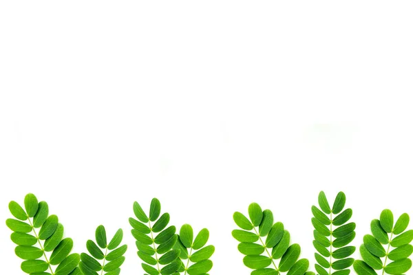 Зеленые Листья Рисунок Белом Фоне — стоковое фото
