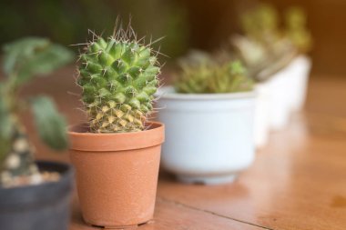 Succulents veya ahşap tahta üzerinde tencerede kaktüs yumuşak odak.