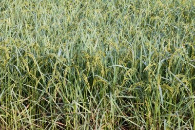 Paddy tarlasında sonbaharda pirinç artışı