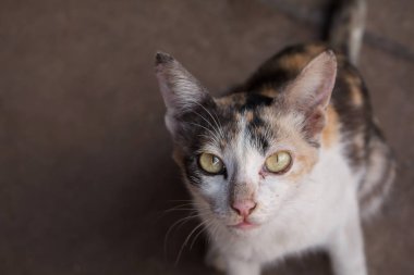 Hayvan portreleri Sarı göz Kedi.