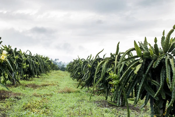 Drachenfrucht auf Anlage in Bauernhof — Stockfoto