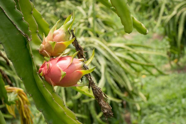 Dragon fruit in garden,Dragon fruit on plant in dragon fruit far — Stock Photo, Image