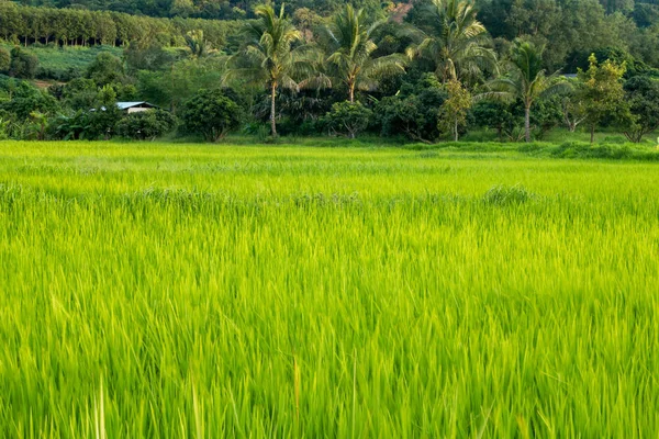 Landschaft grüne Reisfelder landwirtschaftlicher Betrieb — Stockfoto