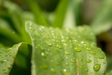 Yağmur mevsiminde doğa ile yeşil yaprak üzerinde Su damlayakın
