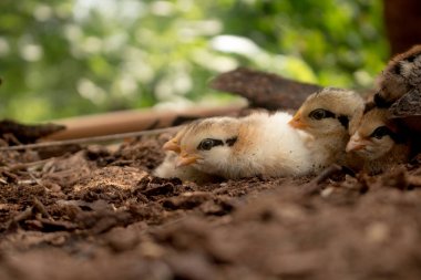 Vahşi Kırmızı orman kuşunun civcivi (Gallus gallus gallus)