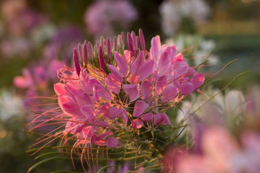 Örümcek çiçekleri veya Cleome Spinosa Linn güneş doğarken bllooming vardır 