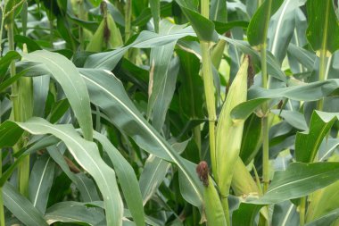 Koçandaki mısırı kapat..