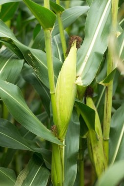 Koçandaki mısırı kapat..