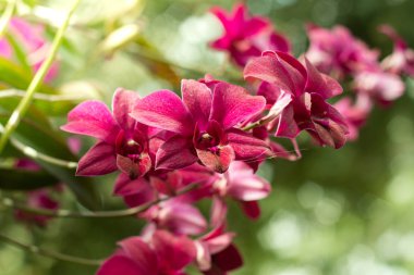 bitki üzerinde pembe orkide çiçek.