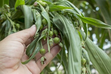 Bitki üzerinde yeşil darı