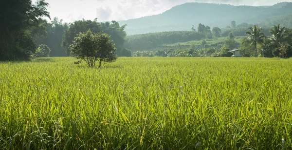 Espiga de arroz no campo Paddy no outono da manhã. Imagem de iluminação pobre — Fotografia de Stock