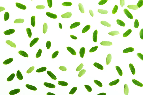 Зеленые листья рисунок на белом фоне. — стоковое фото