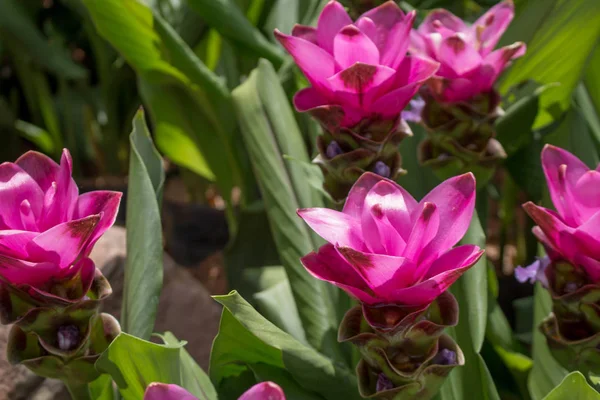 Siam fleur de tulipe sur le jardin . — Photo