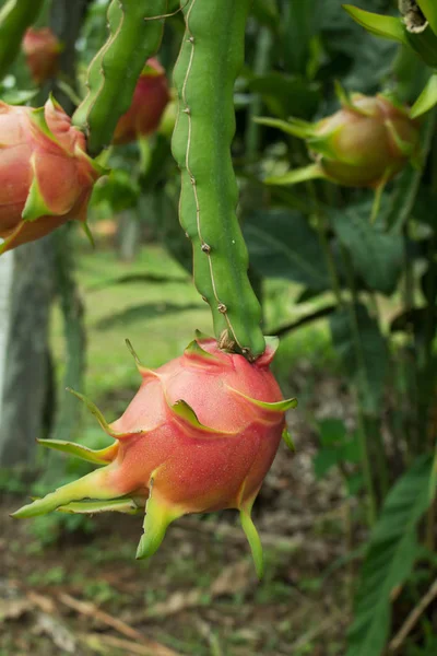 Rote Drachenfrucht auf Pflanze. — Stockfoto