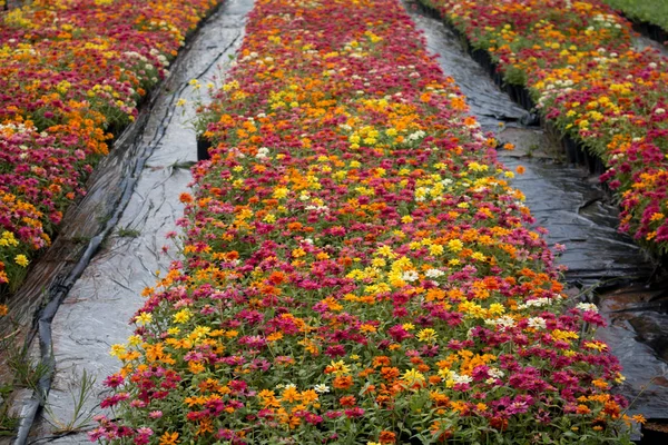 Пейзаж красивого цветочного поля — стоковое фото