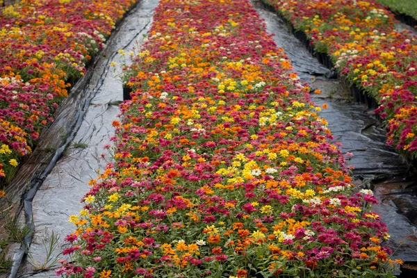 Paysage de beau champ de fleurs — Photo