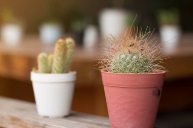 Succulents veya ahşap tahta üzerinde tencerede kaktüs yumuşak odak.