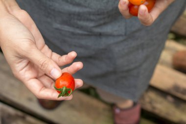 El tutan taze domates.