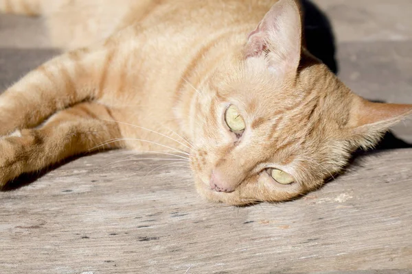 Kucing kuning — Stok Foto