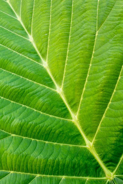 Tutup latar belakang tekstur daun hijau. — Stok Foto