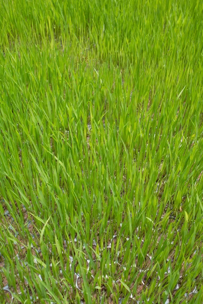 Reispflanzen, Der Anfang einer Reispflanze oder Reispflanze. — Stockfoto