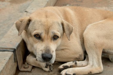 Kahverengi köpek Tayland kırsalında yürüyor..