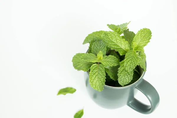 Hijau segar mint di latar belakang Putih . — Stok Foto