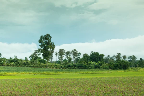 Young corn in corn field. — Stock Photo, Image