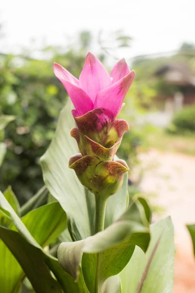 Закрыть сиамский цветок тюльпана. — стоковое фото