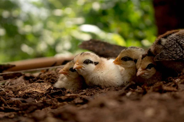 Close up pinto de selvagem vermelho junglefowl (Gallus gallus) — Fotografia de Stock